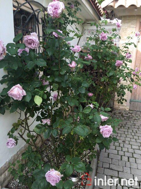 Продам дом в стиле прованс на Даче Ковалевского! ID 11828 (Фото 38)